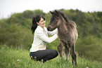 Icelandic horse foal