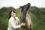 Icelandic horse foal