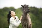 Icelandic horse foal