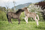 2 Icelandic horse foals