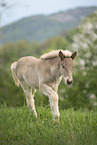 Icelandic horse foal