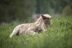 Icelandic horse foal