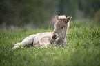 Icelandic horse foal