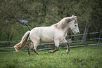 Icelandic horse in the meadow