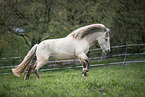 Icelandic horse in the meadow