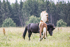 Icelandic horses