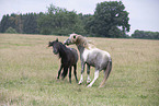 Icelandic horses