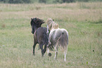 Icelandic horses