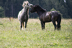 Icelandic horses