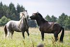 Icelandic horses