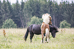 Icelandic horses