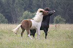 Icelandic horses