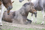 Icelandic horses