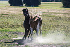 Icelandic horses