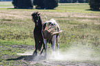 Icelandic horses