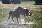 Icelandic horses