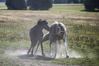 Icelandic horses