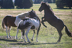 Icelandic horses