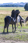 Icelandic horses