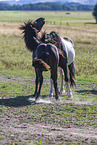 Icelandic horses