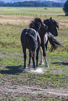 Icelandic horses