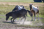 Icelandic horses