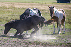 Icelandic horses