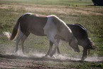 Icelandic horses