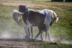 Icelandic horses