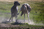 Icelandic horses