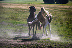 Icelandic horses