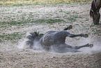 Icelandic horses