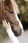 Icelandic horse gelding