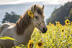 young Icelandic horse mare