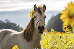 young Icelandic horse mare