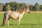 young Icelandic horse mare