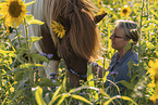 Icelandic horse gelding