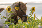 Icelandic horse gelding