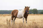 Icelandic horse gelding