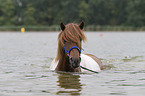 Icelandic horse gelding