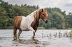 Icelandic horse gelding