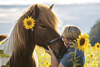 Icelandic horse gelding