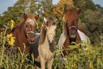 3 Icelandic horses