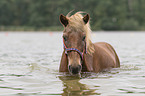 old Icelandic horse