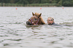 old Icelandic horse