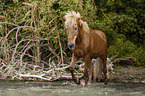 old Icelandic horse