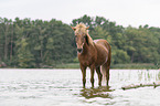 old Icelandic horse