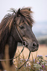 Icelandic horse portrait