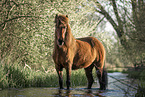 Icelandic horses mare