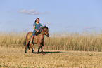 Icelandic horse